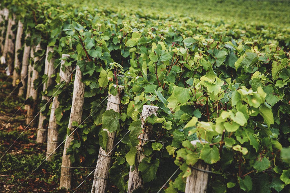 TELMONT VINEYARD 11