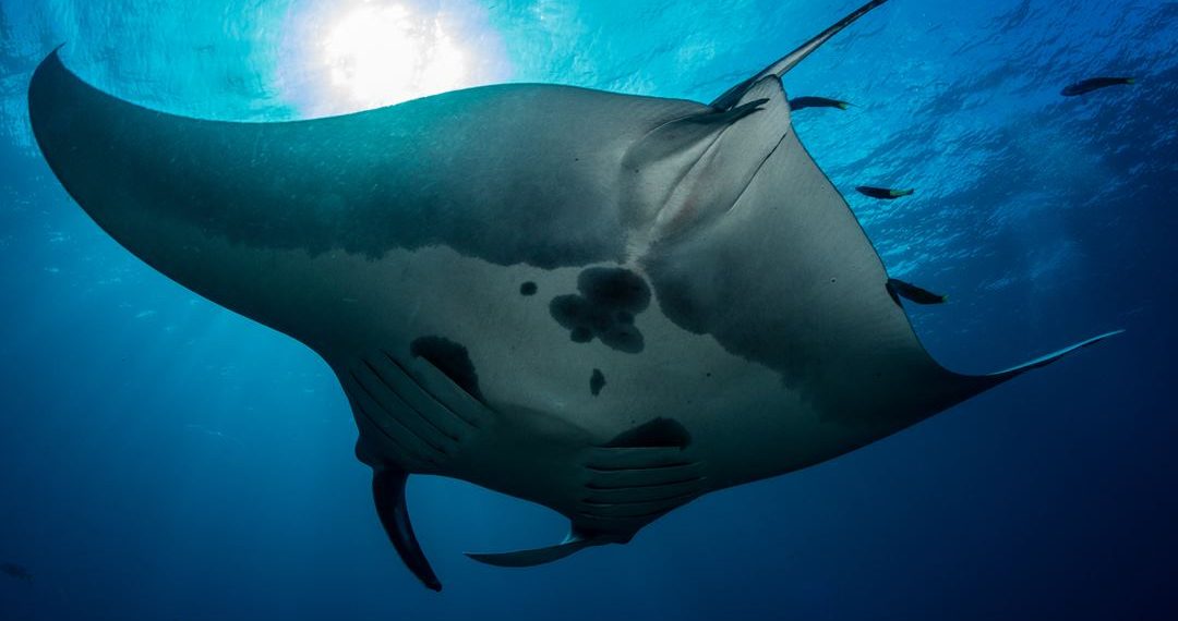 Oceanic Manta ventral Photo credit Conservation International MV Erdmann 1