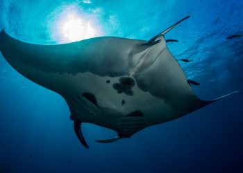 Oceanic Manta ventral Photo credit Conservation International MV Erdmann 1