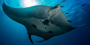 Oceanic Manta ventral Photo credit Conservation International MV Erdmann 1