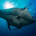 Oceanic Manta ventral Photo credit Conservation International MV Erdmann 1